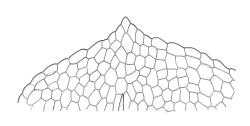 Bryobeckettia bartlettii, leaf apex. Drawn from W. Martin 3419, CHR 266327.
 Image: R.C. Wagstaff © Landcare Research 2019 CC BY 3.0 NZ